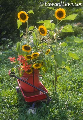 Edo_ikebana_sunflower